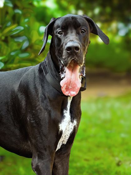 This vibrant color portrait of Sabbath against the bright green grass makes his dark coat stand out beautifully. It's a testament to finding the right light for even the most challenging subjects.
