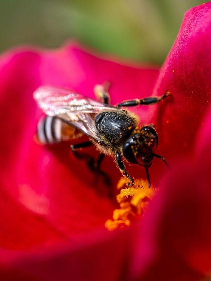 A honey bee deep inside a vibrant red flower, covered in pollen. This close-up shot showcases the bee's fuzzy body, which is perfect for collecting pollen, and highlights its crucial role in pollination.