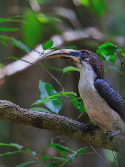 A Sri Lankan Grey Hornbill, a species endemic to Sri Lanka. This individual, likely a female, is identified by her black bill with a cream stripe.