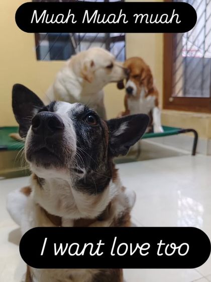 I want love too. This little one is waiting patiently for his turn for cuddles.