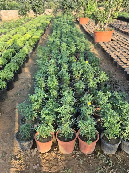 Marigolds and other seasonal flowering plants lined up and ready for sale. We provide healthy, budding plants that will bloom beautifully in your garden.