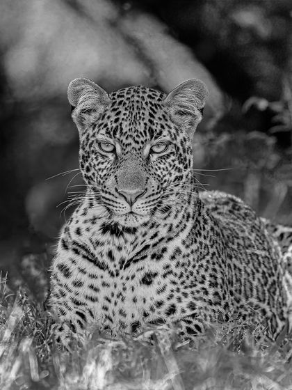 This close-up monochrome portrait allows you to appreciate every detail of the leopard's beautiful coat and its piercing, intelligent eyes. It’s a powerful and intimate image.