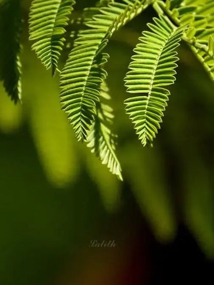 Lalith - Wildlife & Nature Photography Nature's Textures & Wallpapers photo 26