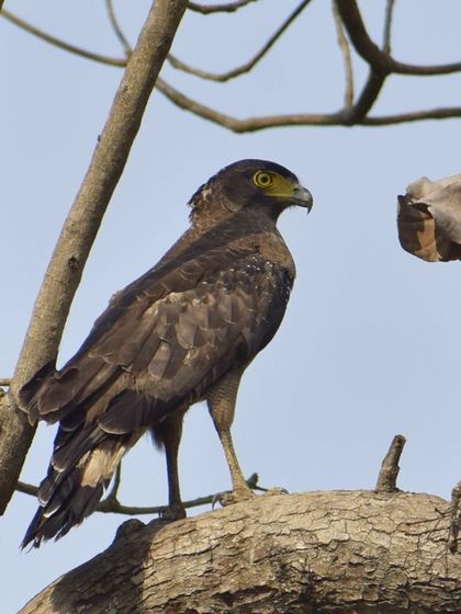 Manya Upadhyay - Travel & Documentary Photography Wildlife Encounters photo 59