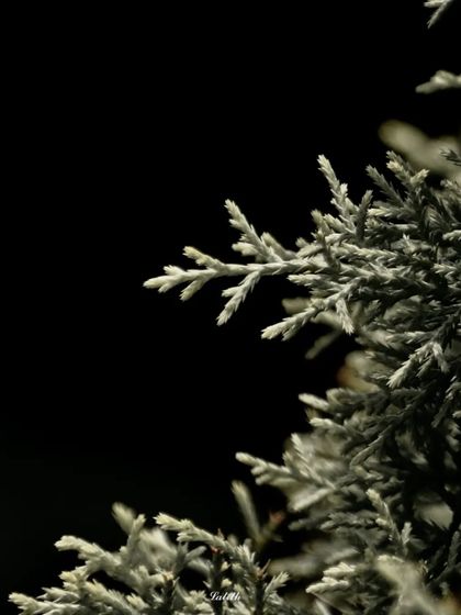 Lalith - Wildlife & Nature Photography Nature's Textures & Wallpapers photo 15