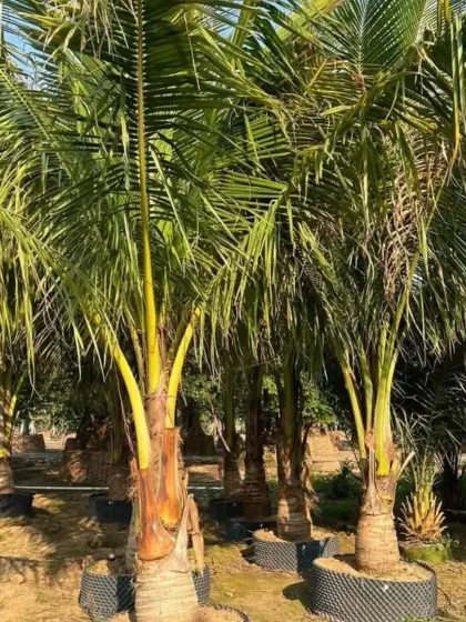 A collection of mature Coconut Palms in grow bags. These are perfect for creating an instant tropical or coastal feel.