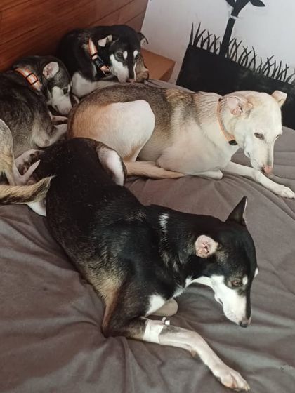 Sunday vibes. A pile of Indies sleeping on the bed. This is the ultimate sign of trust and comfort.