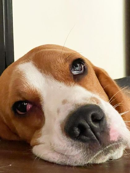 We Care Pet Creche - Home Dog Boarding Our Adorable Guests photo 20