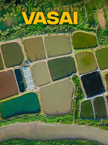 A perfect bird's-eye view of the geometric patterns of local farms in Vasai. This type of top-down aerial photography is ideal for land surveys, property showcases, or simply creating a unique artistic perspective of a landscape. It turns an ordinary scene into a compelling abstract image.