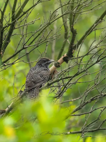 An Asian Koel partially hidden among the branches. This creates a sense of realism, showing how birds often appear in their natural, complex environments.