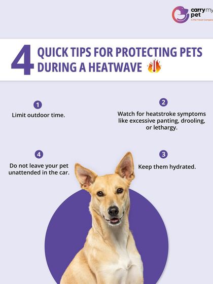 CarryMyPet - Pet Travel & Parenting Consultation Pet Parenting & Wellness photo 29