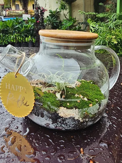 A slightly different angle of the Rakhi-themed teapot terrarium. It's a perfect miniature garden that symbolizes a bond that grows over time.