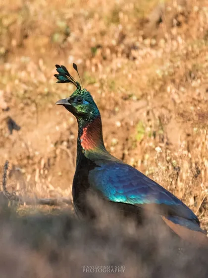 The stunning Himalayan Monal, the state bird of Uttarakhand, displays its iridescent, rainbow-like plumage in the golden light. This shot, taken in the high-altitude region of Chopta, highlights the beauty of Himalayan avian life.