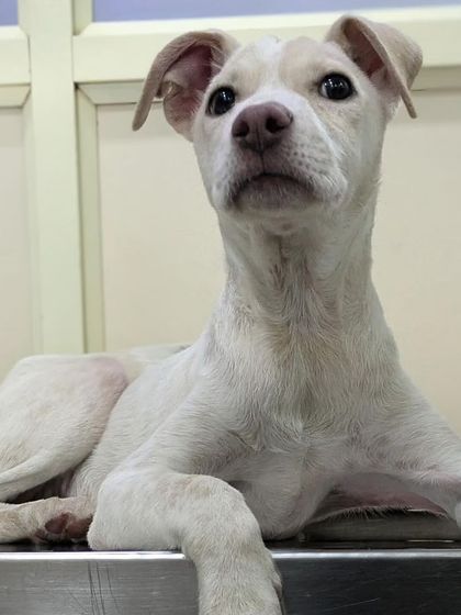 Another shot of Butter, looking majestic and calm. He is waiting for a family to call his own.
