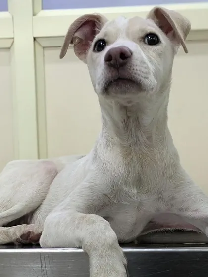 Another shot of Butter, looking majestic and calm. He is waiting for a family to call his own.