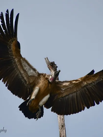 A dynamic shot of two Indian Vultures interacting mid-air. These moments of behavior, whether it's a fight or a courtship display, are what I strive to capture to tell a more complete story.