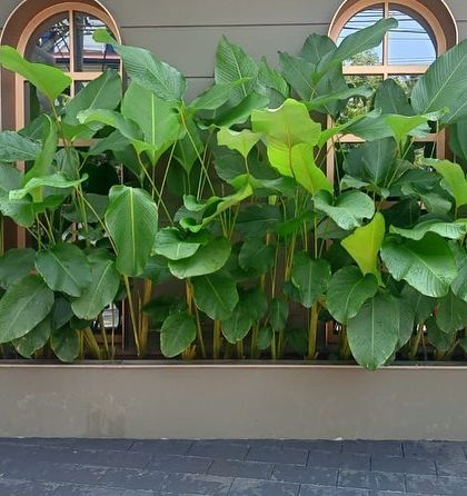 Rakshith Landscaping - Landscape Design & Installation Plant & Tree Supply photo 18