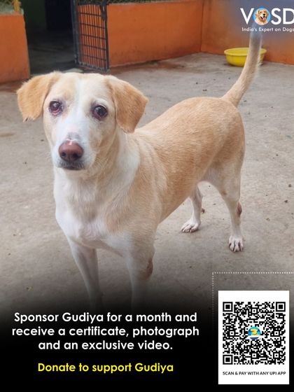 Gudiya needs a sponsor for the month. By sponsoring a dog, you help cover their specific boarding, food, and medical costs, and you receive an exclusive update on their progress.