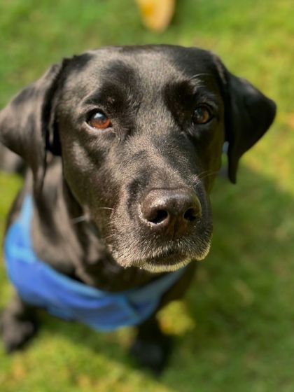 A beautiful portrait of Laika, looking attentive and happy.