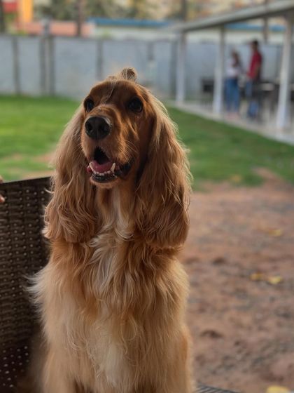 Posto looking majestic at the dog cafe, with his hair blowing in the wind.