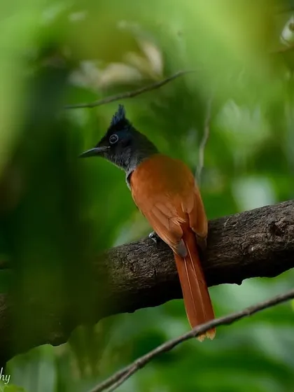 An Indian Paradise Flycatcher peeking through the leaves in Juhu. Spotting this bird with its long, elegant tail is always a highlight.