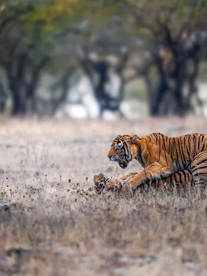 The courtship continues with a mix of aggression and affection, typical tiger behavior.