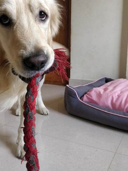 Aditi - In-Home Pet Sitting Meet the Whole Gang photo 30