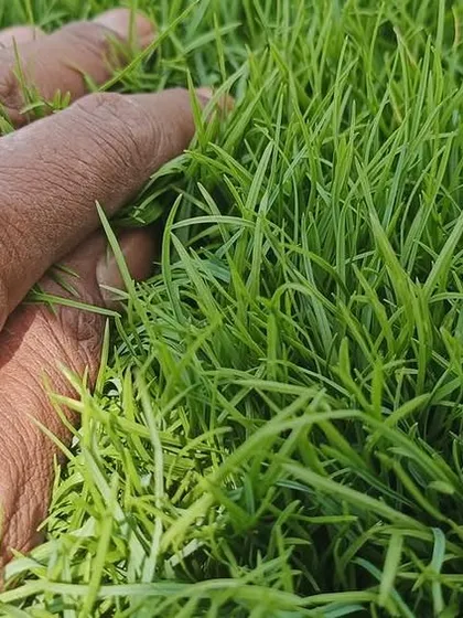 A close-up of my Natural Korean Grass. You can see the fine, delicate texture that makes it a popular choice for premium, ornamental home lawns.