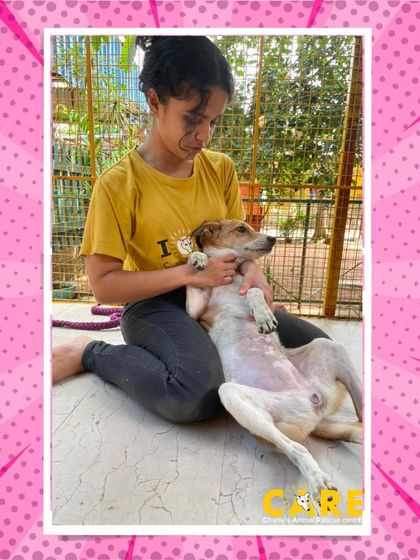 Charlie's Animal Rescue Centre - Community Outreach & Education Our Wonderful Volunteers & Visitors photo 4