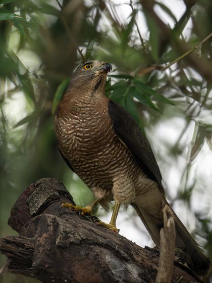 A full-body shot of a Shikra perched on a log. Its barred chest and yellow legs are clearly visible.