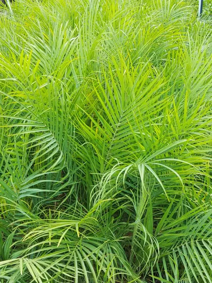 A close-up of the dense, feathery fronds of an Areca Palm, showcasing its vibrant green color.