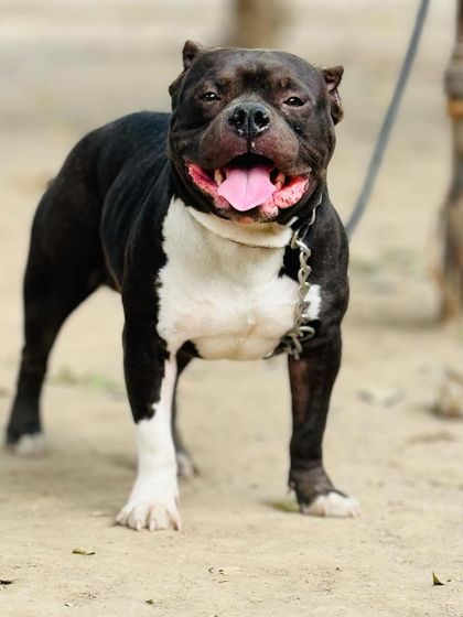 A full-frontal shot of Sultan, showing his symmetrical build and powerful chest.
