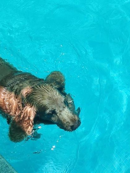 A beautiful close-up of Bingo in the water. You can see the contentment in his eyes as he enjoys the cool, refreshing pool.