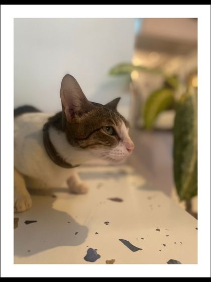 Manya Upadhyay - Lifestyle & Portrait Photography Furry Friends: Pet Portraits photo 10