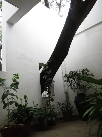 To us, landscape design means respecting what is already there. For this residential project, we chose to puncture the courtyard wall, creating an opening to accommodate a beautiful, mature tree and integrate it into the architectural form.
