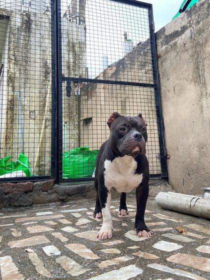 A wide shot of Sultan in his environment, giving a sense of the space he lives in.