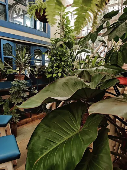 A tropical paradise from Plant People. This corner of our studio, with its large-leafed Philodendrons and vibrant blue accents, feels like a mini-vacation. Come and get some for your space too.