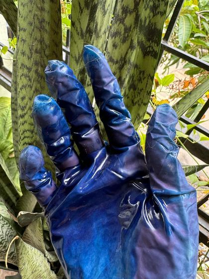 My glove after a session of indigo dyeing. The deep blue stains are a testament to the hands-on nature of this craft and the power of the indigo pigment.
