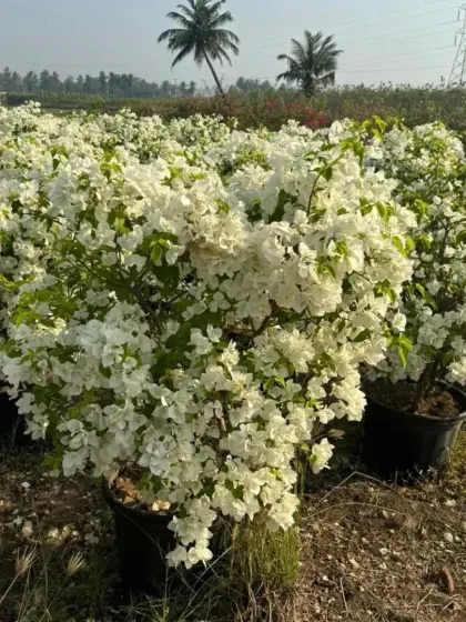 A beautiful pure white Bougainvillea bush, offering an elegant and classic look. It contrasts wonderfully with green foliage and other colorful flowers.