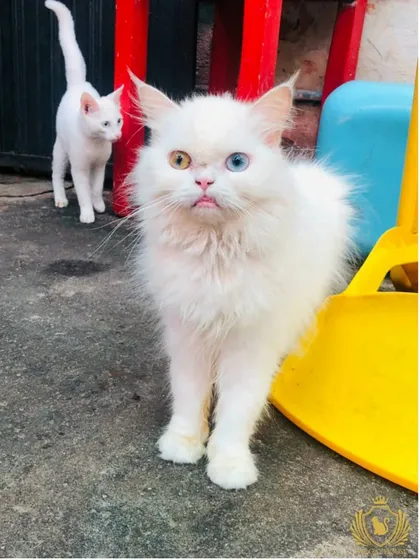Meet one of our stunning odd-eyed white cats. This unique trait, where each eye is a different color, is something we occasionally see in our litters and is highly sought after. This one is taking a stroll through our cattery playground.