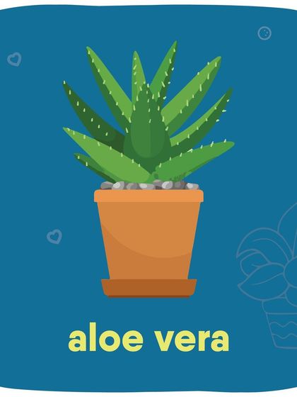 Aloe Vera, while great for humans, is toxic for both dogs and cats if ingested. It can cause vomiting and diarrhea.