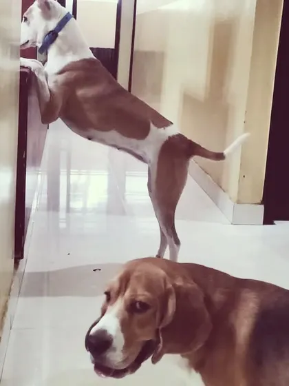 This little dog is always trying to see what's happening on the other side of the wall.