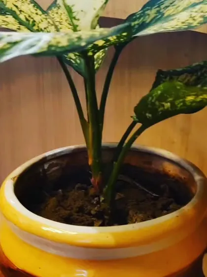 An Aglaonema with striking yellow and green variegation in a rustic ceramic pot. I believe that the more you grow, the more happiness you create, and this cheerful plant is a great place to start.