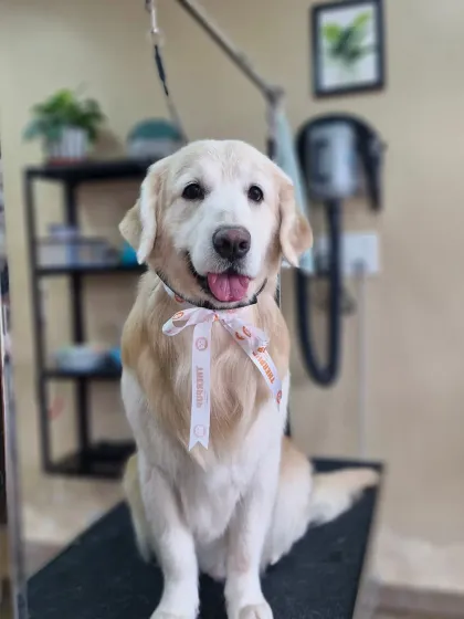 Mamppi Deb - Pet Grooming & Styling Golden Retriever & Large Breed Grooming photo 13