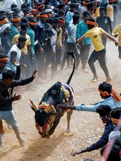 The controlled chaos of a Hattihabba, or cattle festival. Here, a decorated bull charges through a narrow path as young men try to manage it. My goal is to be right in the middle of the action to capture these unscripted, high-energy moments of village tradition.