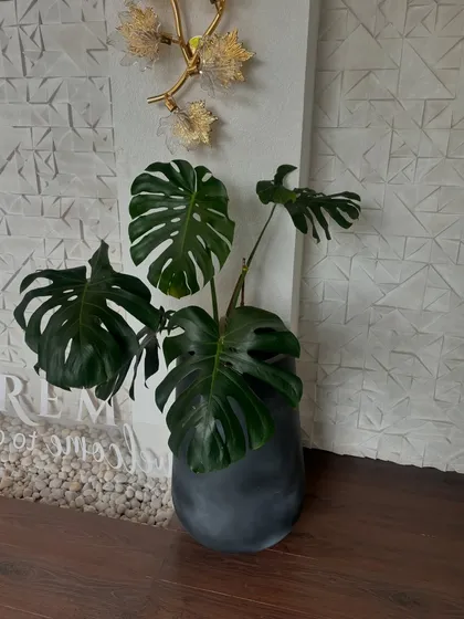 A single Monstera Deliciosa in a dark, textured pot against a white textured wall. This simple but powerful composition highlights the plant's sculptural leaves, turning it into a piece of living art.