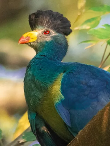 The Great Blue Turaco, seen here in Uganda, is hunted for its meat and feathers. Its beautiful tail feathers are often used in good luck talismans, a sad reality for this stunning bird.