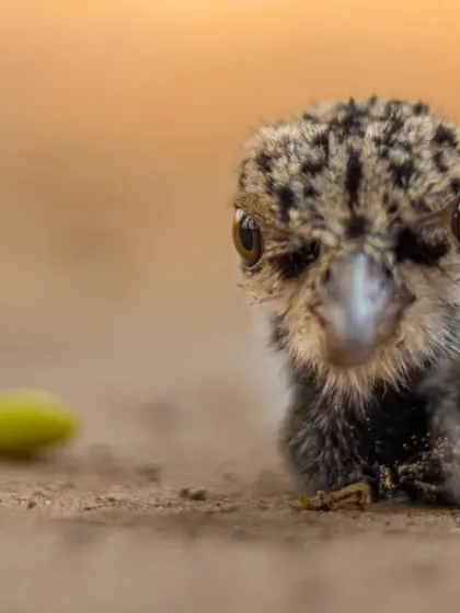 A head-on shot of the lapwing chick. Getting down to their eye level is key to creating intimate and engaging portraits of small animals.