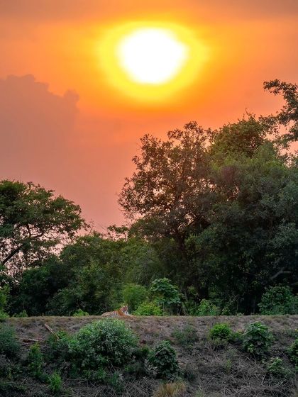 A tigress watches over her cubs as the sun sets over the Kolsa range in Tadoba.