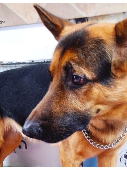 This handsome German Shepherd is looking sharp and sleek after his grooming session. We pay close attention to detail to bring out the best in every breed's coat.